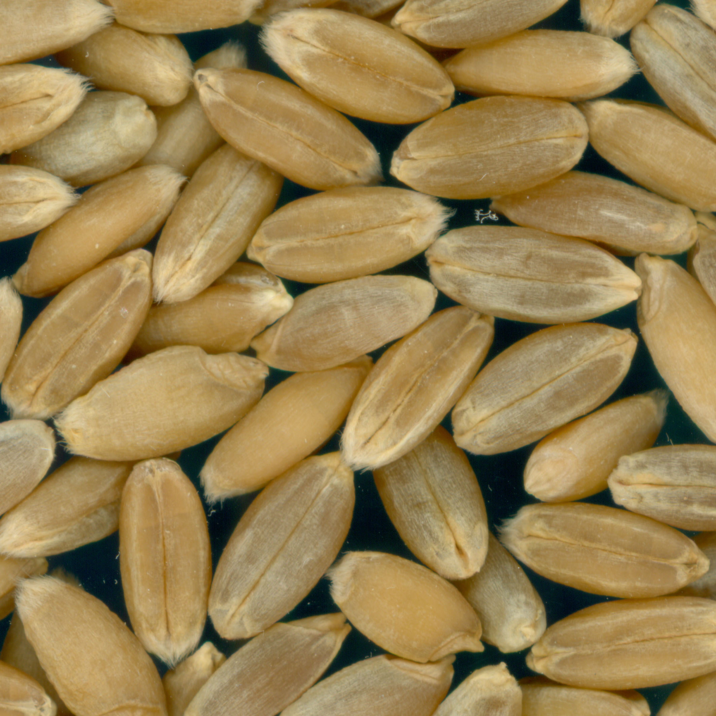 Click for 2 image(s) for this accession. KERNELS